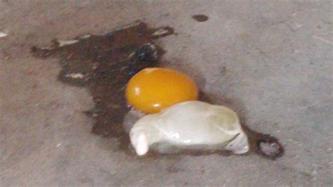 Image result for Egg without Shell Chicks