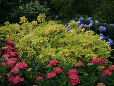 Choisya ternata 'Sundance' | Sloat Garden Center