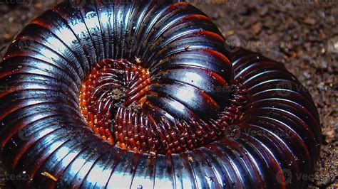 The giant African millipede Archispirostreptus gigas, is one of the ...