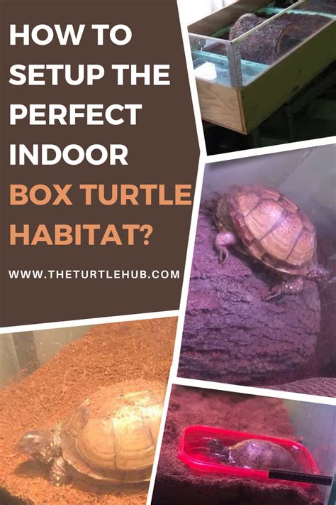 Image result for Turtle Habitat Setup