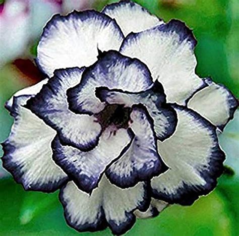 Trothic Gardens Rare Desert Rose Live Plant Adenium Obesum Double Black ...