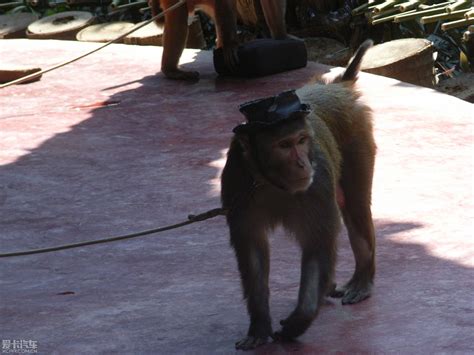 梦见给猴子带帽子,梦见猴戴个帽子,梦见_大山谷图库