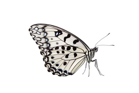 White Butterfly PNGs for Free Download