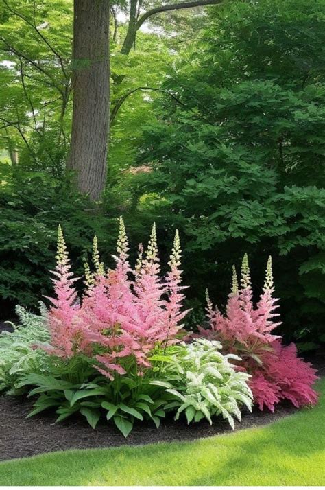 Pin by helen silva on Souto landscaping. in 2025 | Tall shade plants ...