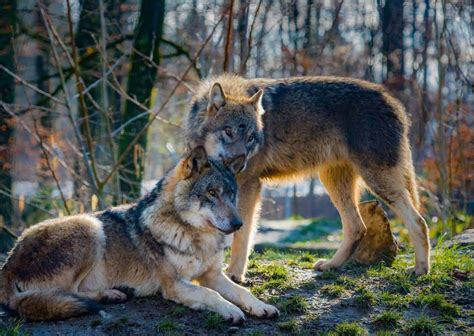 Wolves Copulating 的图像结果