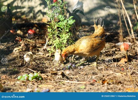 Domestic Poultry Farm. Young Hens and Chickens in the Fields. Domestic ...