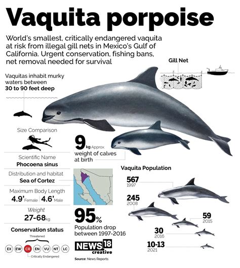 Last hope for vaquita porpoise: IWC issues extinction alert for endangered species