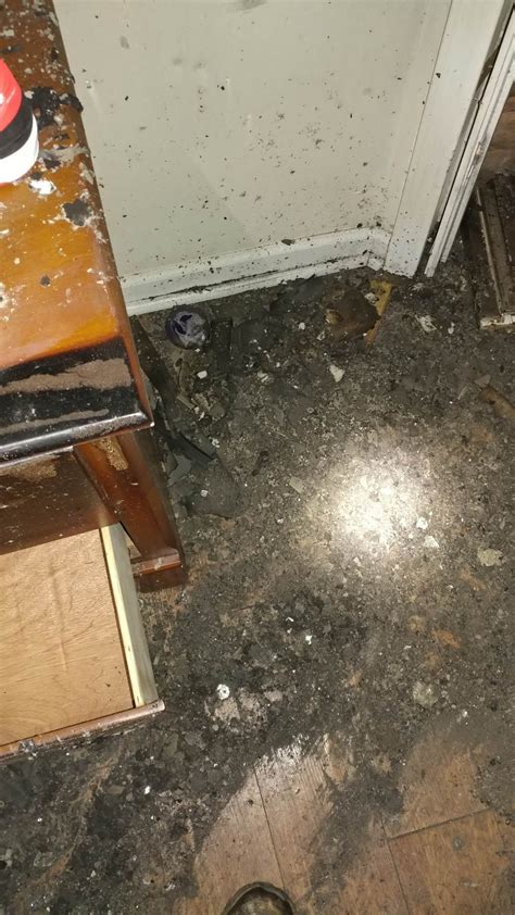 Why you shouldnt use Rubbing Alcohol to Kill Bed Bugs : r/Bedbugs