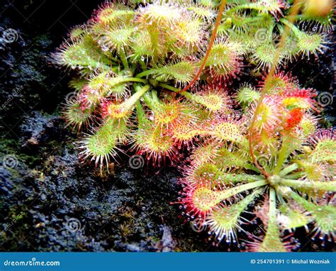 Drosera Sundew - Carnivorous Plant Stock Image - Image of grow ...