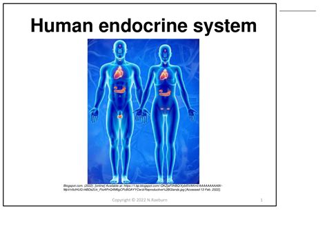 Image result for Endocrine System Grade 12 Lesson