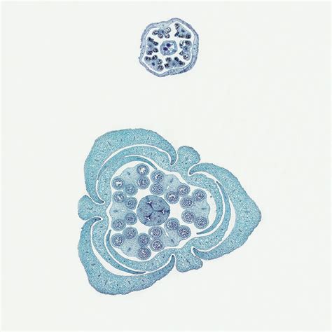 Plant Cell Microscope Slides 的图像结果