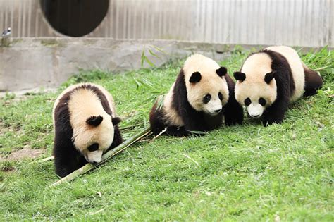 Chengdu Panda Breeding Base Half-Day English Join-in Tour - Klook India