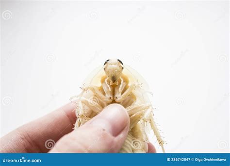 Archimandrita Tesselata is One of the Species of South American Cockroaches of the Genus ...
