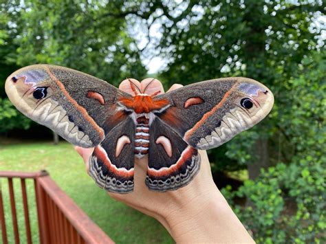 The Cecropia Moth, the largest moth in North America, has a wingspan ...