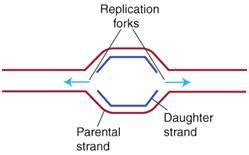 DNA Replication Forks Animation 的图像结果