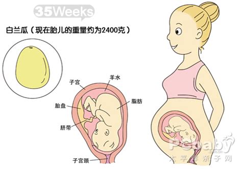 【大图】怀孕图解胎儿36周_怀孕31-40周图解_科普图库_太平洋亲子网