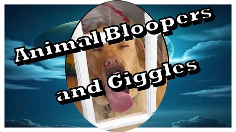 Animal Bloopers Compilation 的图像结果