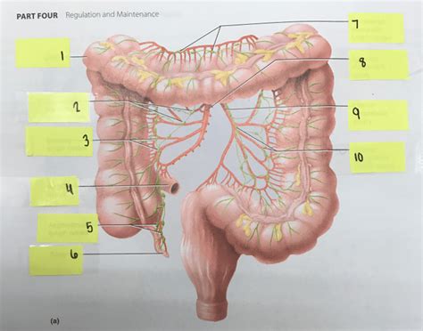 Image result for Small Intestine Lymph Nodes