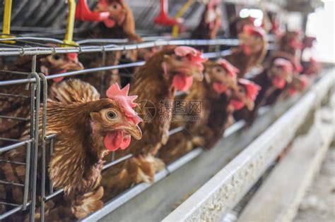 蛋鸡光照管理与养殖收益之间的关系 - 上海牧耘环保科技有限公司