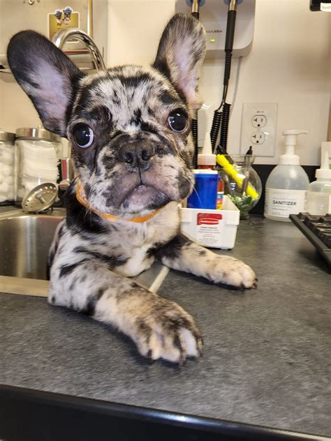 Pet Gallery - Kare Bears Cuddly Paws Mobile Vet