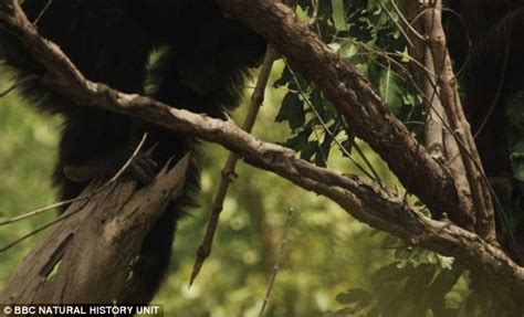 Image result for Chimps Using Sticks for Tools