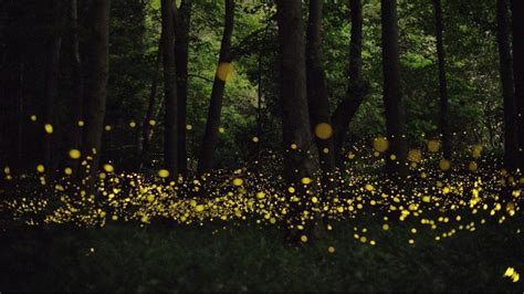 Nanemachi Waterfall Trek 2025 | Satsada Waterfall trek