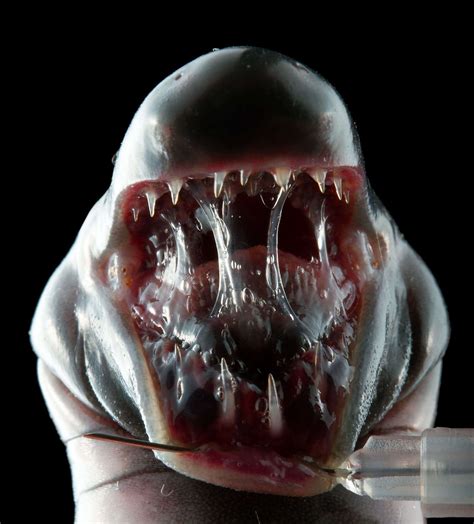 Image result for Alien Face Creature