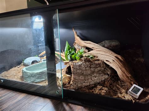 Bioactive Ball Python Setup 的图像结果