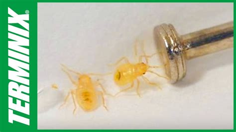 What Are The Small Yellow Bugs That Bite