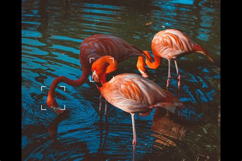 Image result for 4MP Camera Resolution