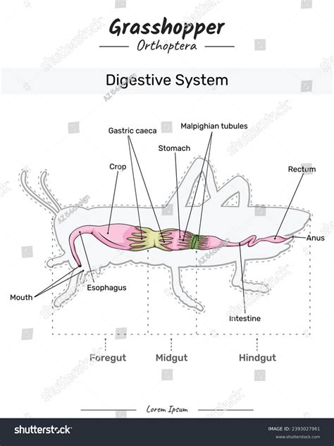 Digestive System Of Grasshopper Diagram Explained Simply