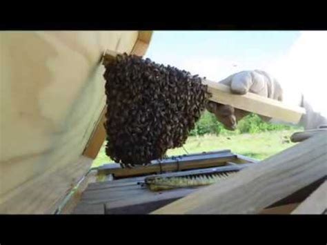 Image result for Swarm Commander