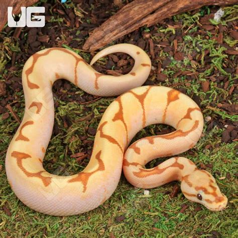 Image result for Spider Ball Python Baby