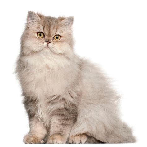 Persian Long Hair Cat Breed Information | Purina UK