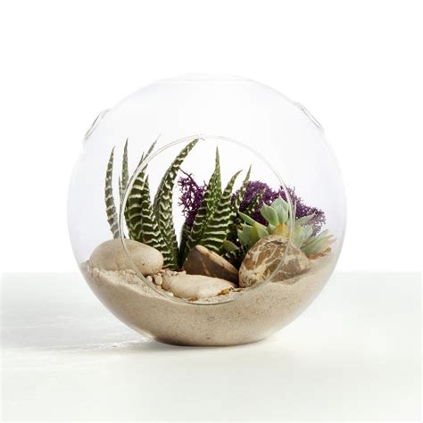 Buy Terrarium Garden Kits Online at best price on plantsguru
