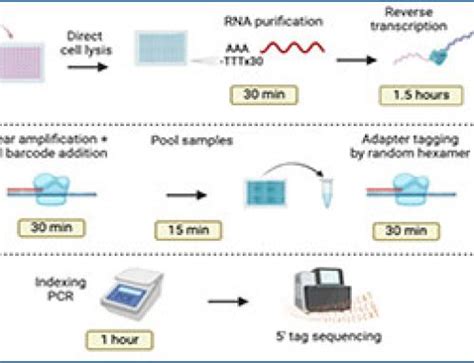 Image result for Split Pool Barcoding