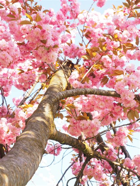 Free Images : tree, branch, fruit, leaf, flower, bloom, log, spring, produce, autumn, botany ...
