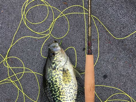 A Comprehensive Guide to Choosing the Best Type of Fishing Line | Catchingtimes.com