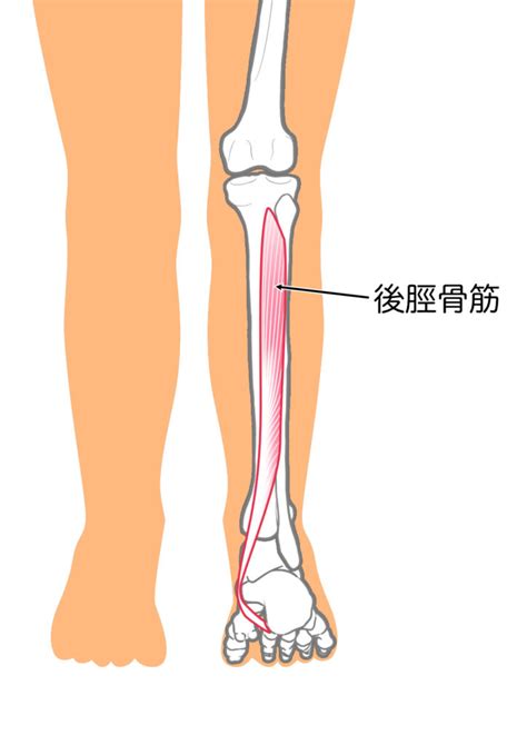 関連する画像の詳細をご覧ください。【足つぼ】前脛骨筋・後脛骨筋 | 京のつぼby足つぼマニアの研究室
