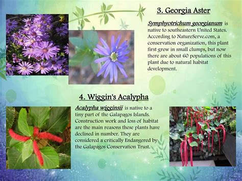 Endangered Plants In Georgia