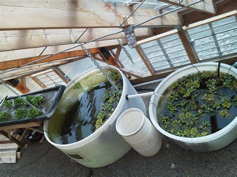 aqua tanks: Aquaponics fish cold climate