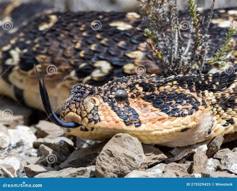 Puff Adder, a Dangerously Venomous Snake Viper from South Africa. Stock Image - Image of ...