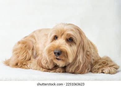 Image result for Cockapoo Dog Sitting Down
