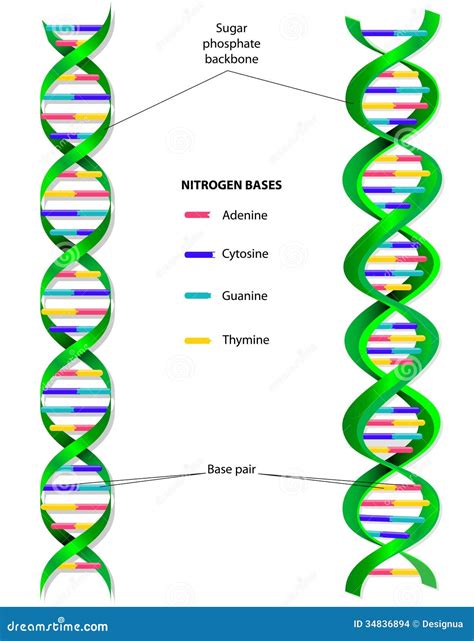 DNA Structure – Classroom Partners