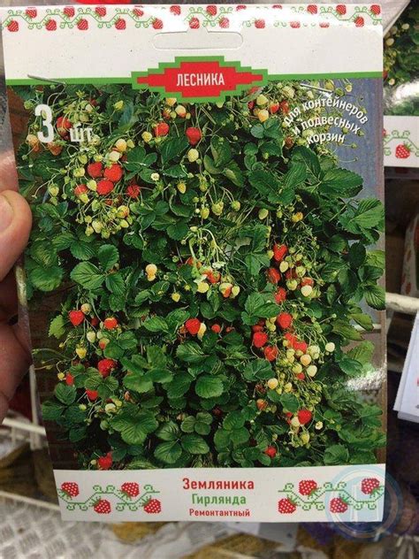 Клубника Гирлянда: описание сорта, фото, отзывы