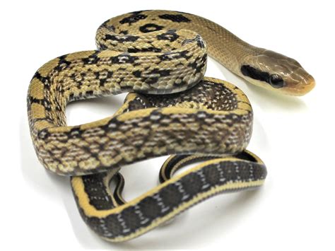 Yunnan Beauty Rat Snake by Metazotics - MorphMarket