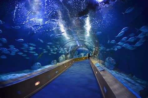 Top 10 Biggest Aquariums in The World - 2025