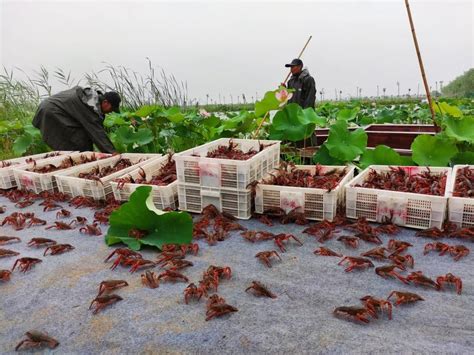 江西九江：小龙虾带动大产业-人民图片网