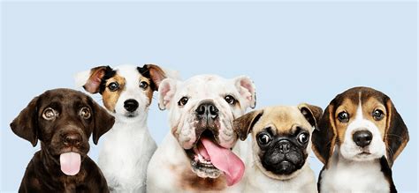 Small Dog Syndrome: The Why, What, and How – WAGR