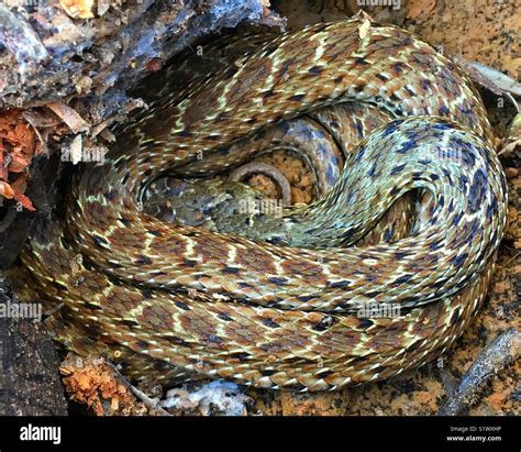Hibernating snake accidentally revealed in Spanish olive grove. Head in ...